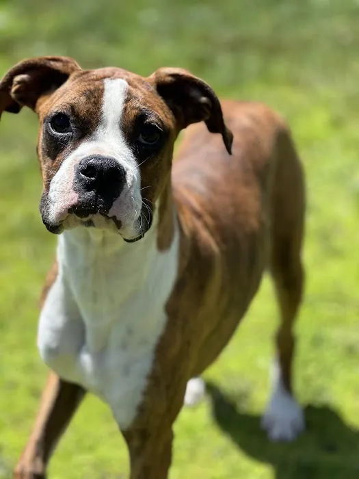 North Beaverton Pet Hospital 10