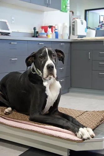 Viking Veterinary Care 1