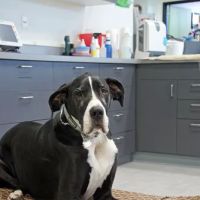 Viking Veterinary Care ico