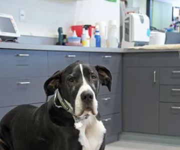 Viking Veterinary Care