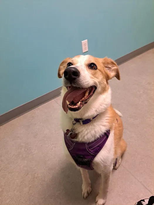 Viking Veterinary Care 7