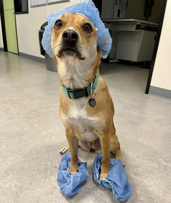 Viking Veterinary Care 10