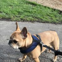 NW Animal Allergy & Dermatology ico