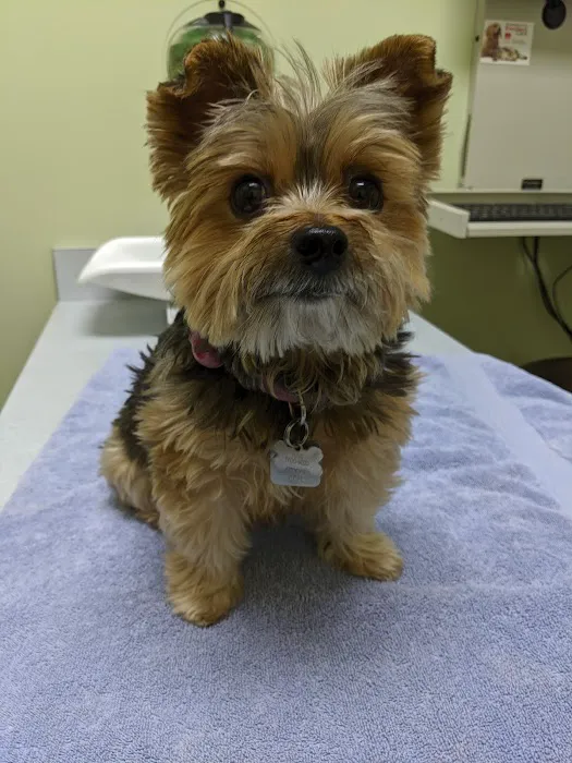 Cornell Center Animal Hospital 2