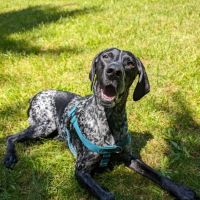 Peak to Coast Veterinary Specialists Otology & Dermatology ico