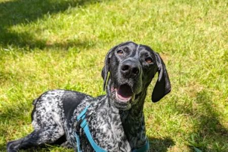 Peak to Coast Veterinary Specialists Otology & Dermatology
