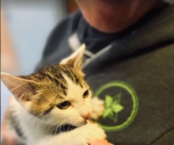 Mt. Tabor Veterinary Care