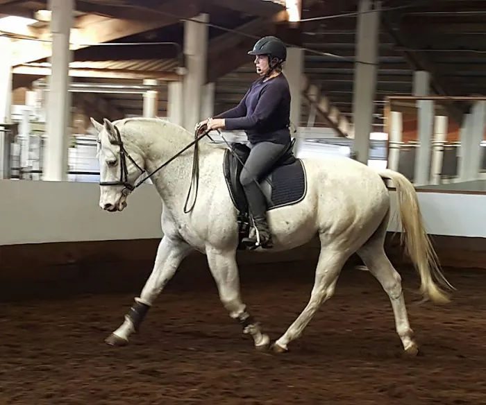 Countryside Equine Veterinary Service 12