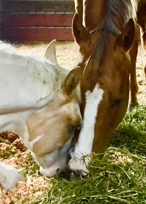 Countryside Equine Veterinary Service 12