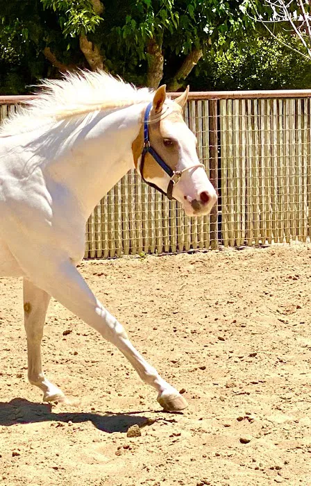 Countryside Equine Veterinary Service 12
