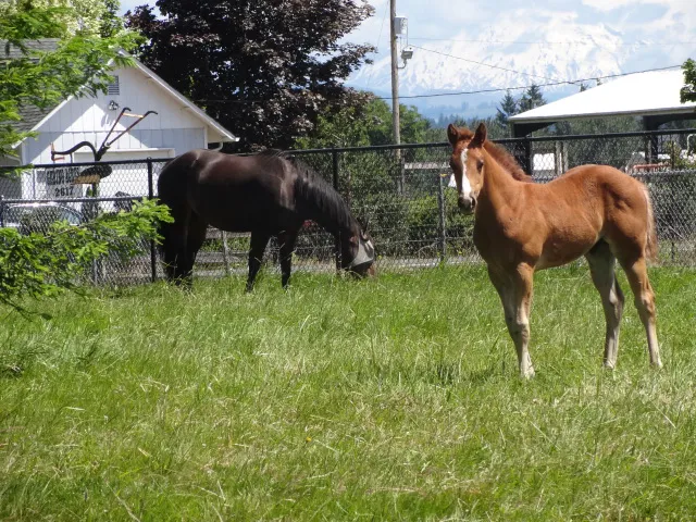 Countryside Equine Veterinary Service 12