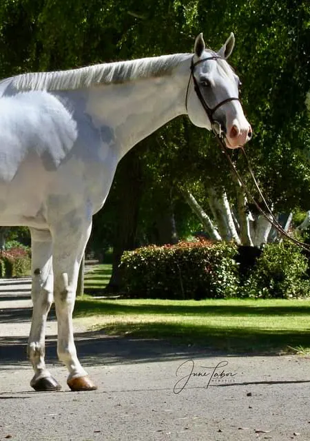 Countryside Equine Veterinary Service 12