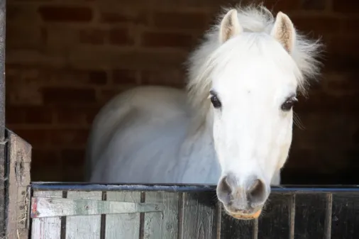 Countryside Equine Veterinary Service 12