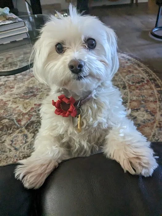 Best Friends Eternal, Home Pet Euthanasia Services 12