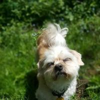 Best Friends Eternal, Home Pet Euthanasia Services ico