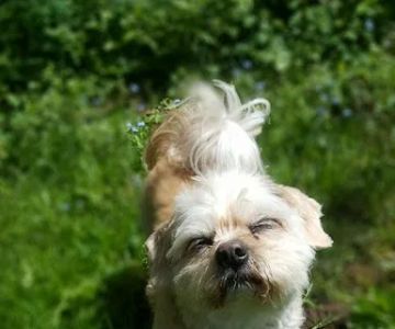 Best Friends Eternal, Home Pet Euthanasia Services