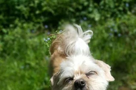 Best Friends Eternal, Home Pet Euthanasia Services