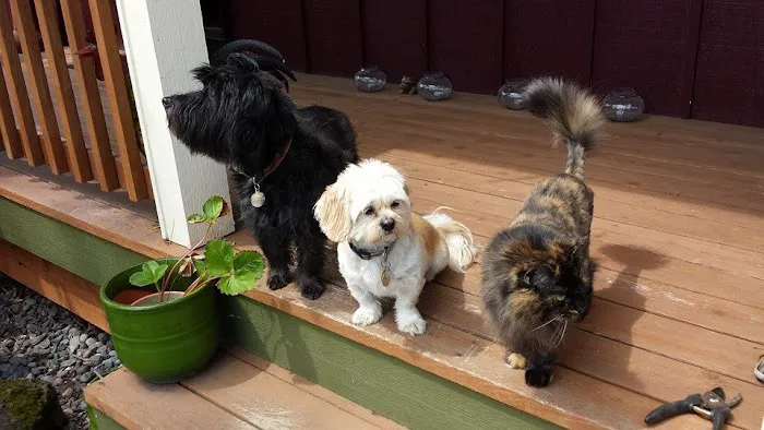 Best Friends Eternal, Home Pet Euthanasia Services 12