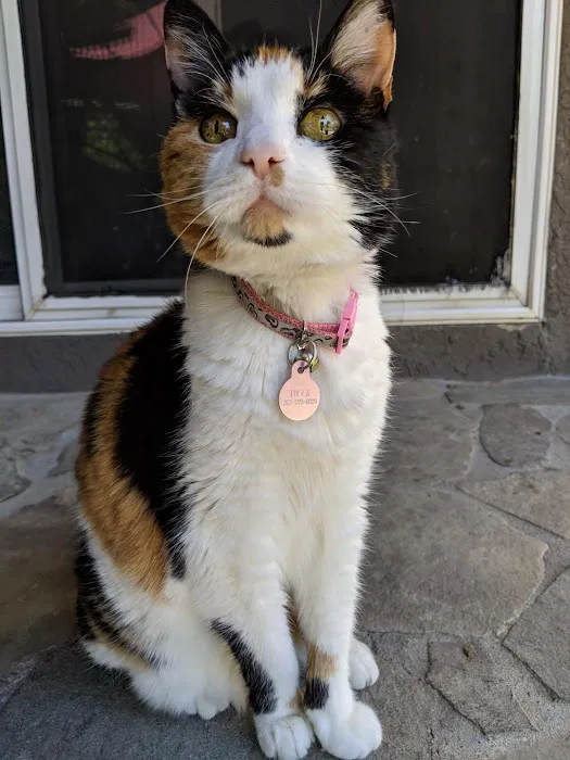 Best Friends Eternal, Home Pet Euthanasia Services 12