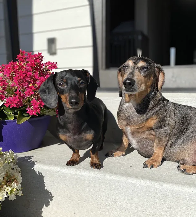 North County Animal Hospital 3