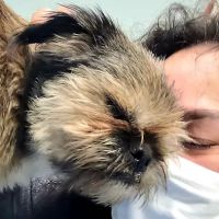 North County Animal Hospital ico