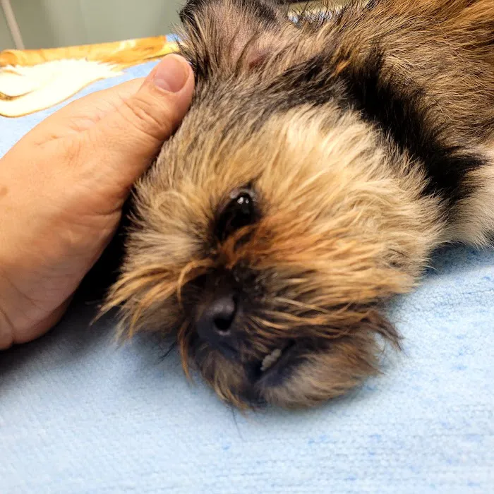 North County Animal Hospital 6