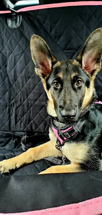 North County Animal Hospital 4