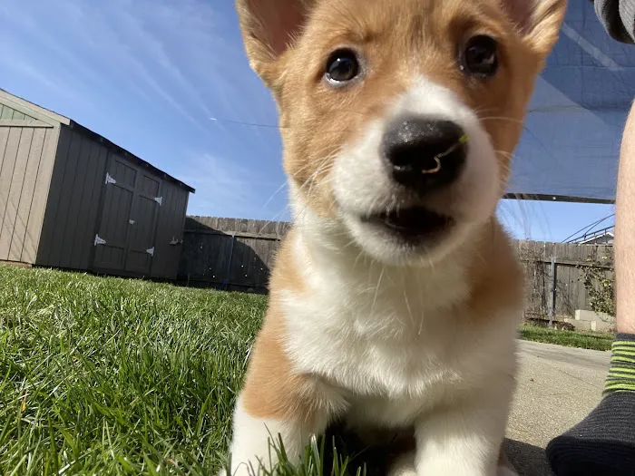 North County Animal Hospital 9