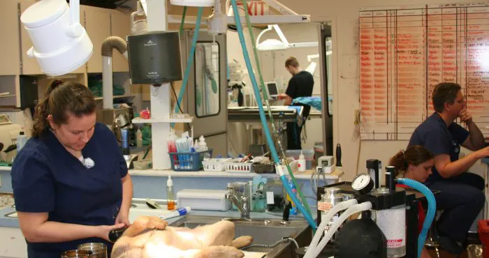 VCA Battle Ground Animal Hospital 12