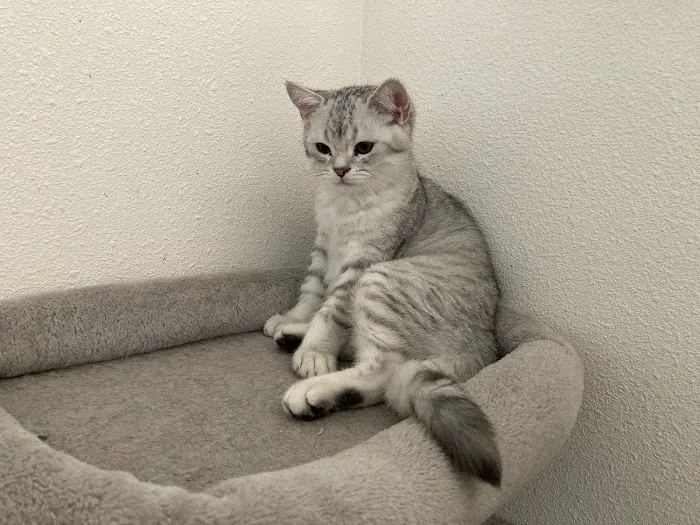 Arashan British Cattery 12