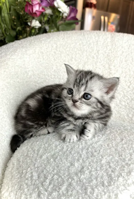 Arashan British Cattery 12