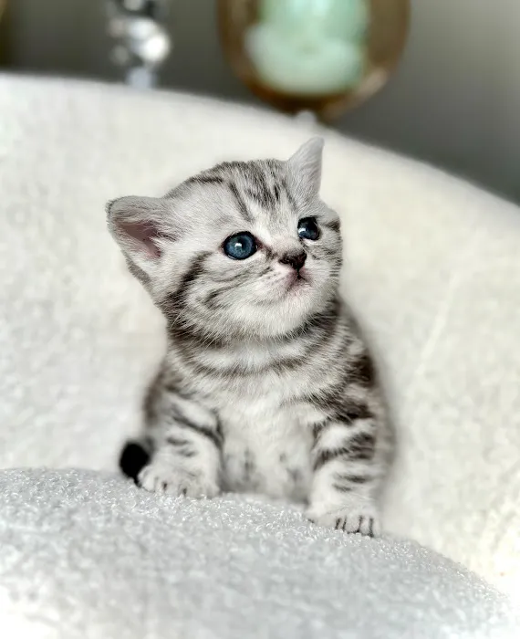 Arashan British Cattery 12