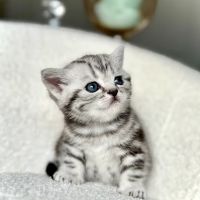 Arashan British Cattery ico
