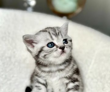 Arashan British Cattery