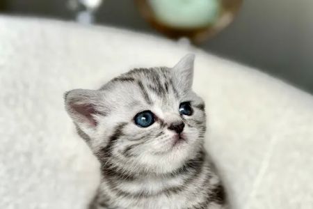 Arashan British Cattery