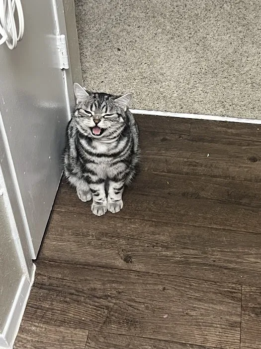 Arashan British Cattery 12