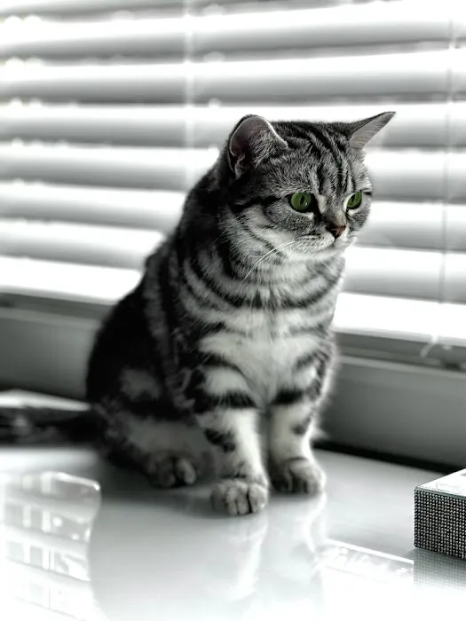 Arashan British Cattery 12
