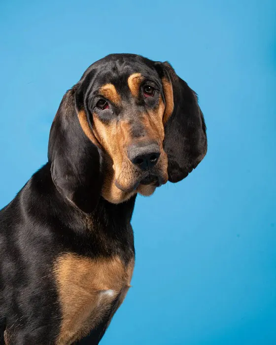 Vancouver Pet Urgent Care 12