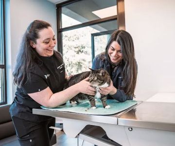 Vancouver Pet Urgent Care