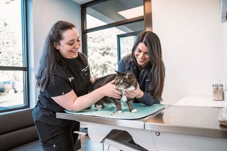 Vancouver Pet Urgent Care