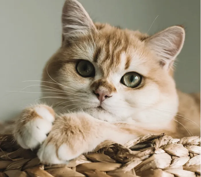 Vancouver Pet Urgent Care 12