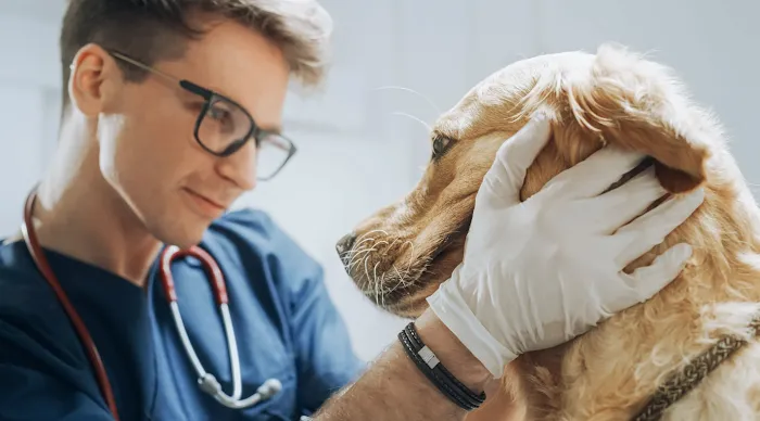 Vancouver Pet Urgent Care 12