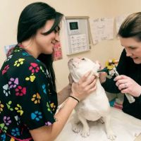 Cascade Park Animal Hospital ico
