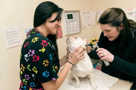 Cascade Park Animal Hospital