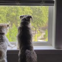Riverview Animal Hospital ico