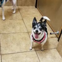 Banfield Pet Hospital ico