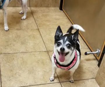 Banfield Pet Hospital
