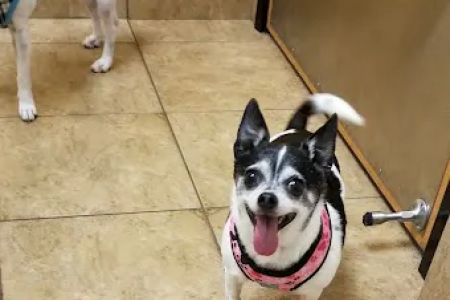 Banfield Pet Hospital