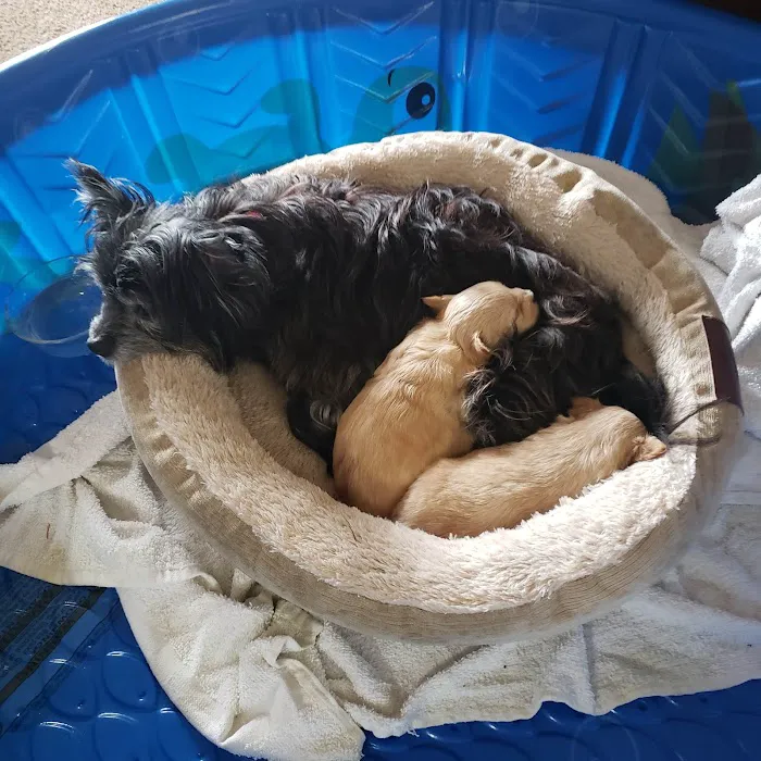 Banfield Pet Hospital 12