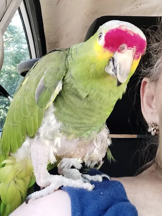 Avian and Exotic Veterinary Care 12